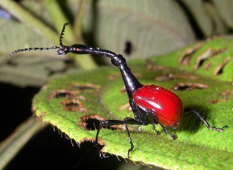 madagascar animals